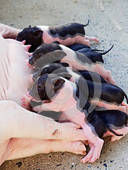 Two pink and black newborn pig suck up milk from mother pig in the farm