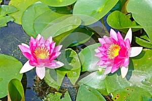 Two pink blooming lotus flower