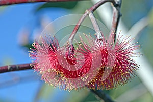 Two pink blossoms of Australian native Eucalyptus caesia subspecies magna, family Myrtaceae. Endemic to Western Australia. Also