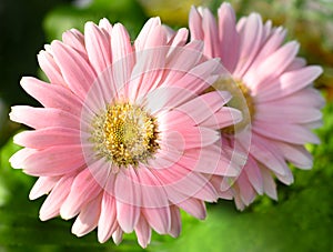 Two pink chrysanthemums Samba, close up photo
