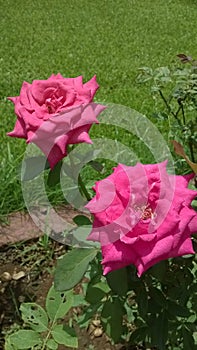 Two Pink color rose flowers blooming beautifully under the sunshine