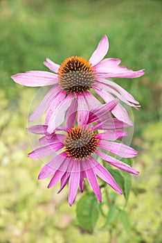 Two pink coneflower blossoms, blurry garden background