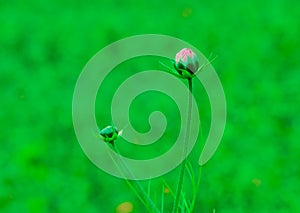 Two pink cosmos flower buds on the greenish background