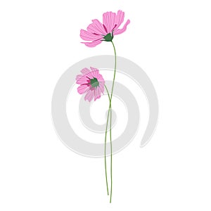 Two pink cosmos flowers with long stems, summer bouquet of flowers