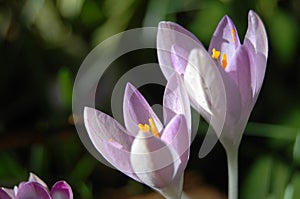 Two Pink Crocuses Close Up