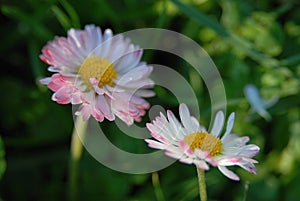 Two pink daisies in the grass photo