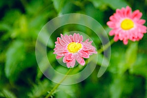 Two pink daisies in the morning dew. On a green background ÃâÃÂ¾ÃâÃÂ°ÃÂ½ÃÂ¸Ãâ¡ÃÂµÃÂÃÂºÃÂ¸ÃÂ¹ ÃÂÃÂ°ÃÂ´
