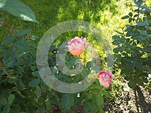 Two pink Desiree roses and one yellow bud