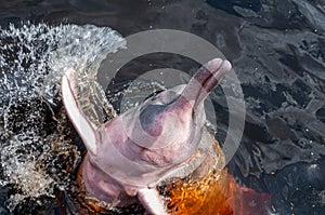 Two pink dolphins with their heads out of the water of the Negro river, Amazonas, Brazil