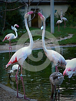 Two pink flamencos have love in ZOO