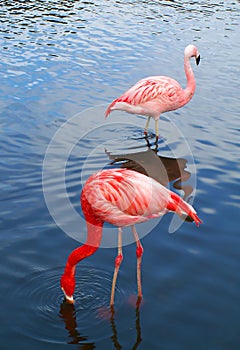 Two pink flamingo birds