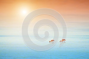 Two pink flamingo in the lagoon at sunset, Altiplano, Bolivia