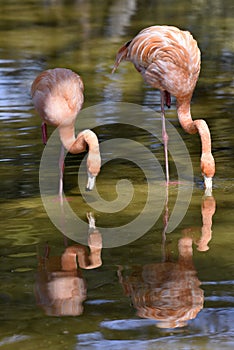 Two pink flamingo  in a pond.