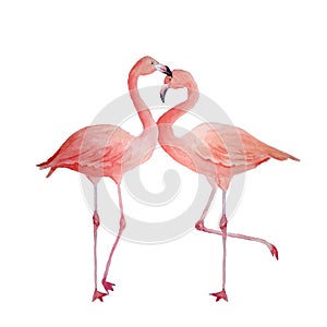 Two pink flamingo, romantic couple in love. Tropical exotic bird rose flamingos isolated on white background. Watercolor