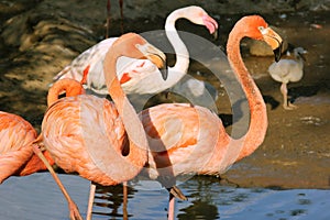 Two pink flamingo standing