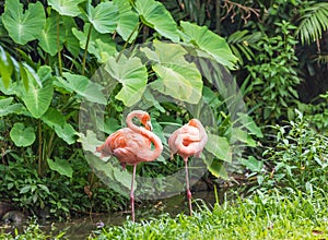 Two pink flamingo standing water park