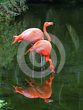 Two pink flamingos