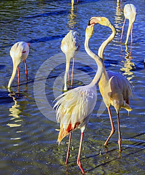 Two pink flamingos communicate with each other