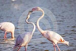 Two pink flamingos kissing in nature