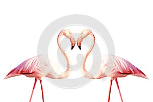 Two pink flamingos making a heart shape isolated on white background