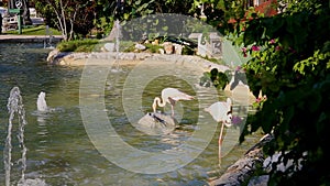 Two pink flamingos in a park pond.