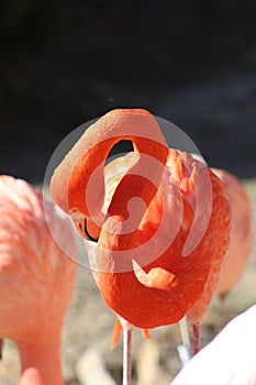 pink flamingos standing near each other in the desert with sand photo