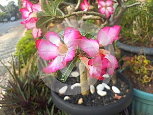 Two Pink Flower with latin name Plumeria Rubra