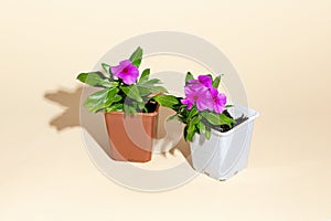 Two pink flowers in flower pots on a beige background. Home garden. Shadow. isometry