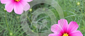 Two Pink Flowers with green background