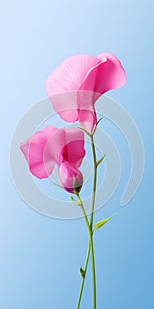 Minimalist Mobile Wallpaper: Elegant Sweet Pea On Blurred Background photo
