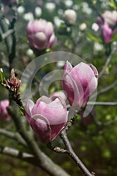 two pink flowers