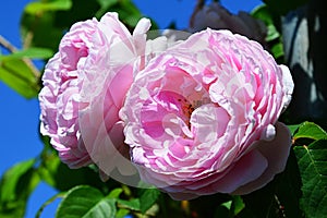 Two pink flowers of rose Constance Spry, Austin 1960 with leaves against blue sky