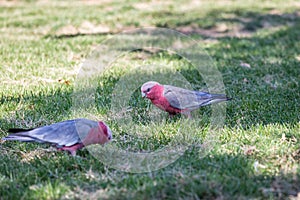 Two Pink Galahs sitting on Grass and Looking for Seeds, Capital Territory