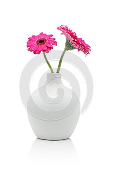 Two pink gerbera flowers in white vase