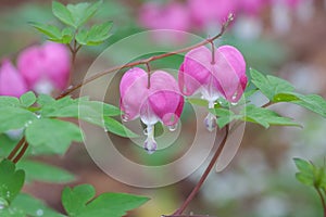 Two pink bleeding hearts