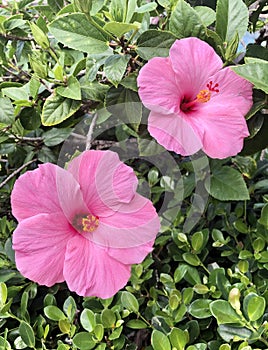 Two pink hibiscus flowers