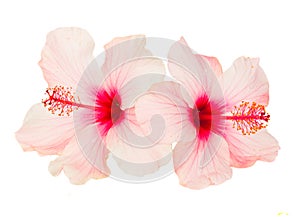 Two pink hibiscus flowers