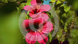 Two pink Hibiscus flowers