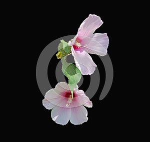 Two Pink Hibiscus flowers centered on a dramatic black background