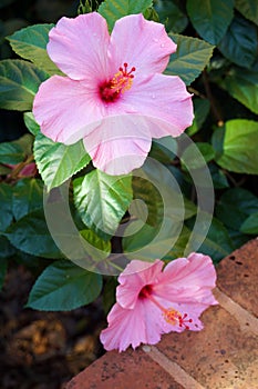 Two pink hibiscus flowers