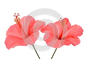 Two pink hibiscus flowers isolated on white background