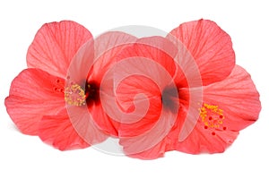 Two pink hibiscus flowers isolated on white background