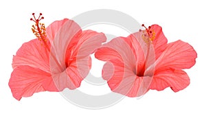 Two pink hibiscus flowers isolated on white background