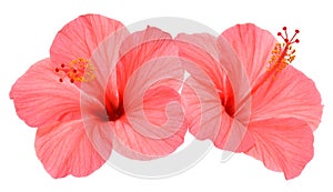 Two pink hibiscus flowers isolated on white background