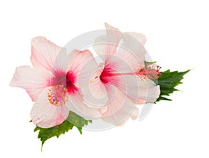 Two pink hibiscus flowers with leaves