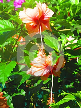 Two pink hibiscus flowers