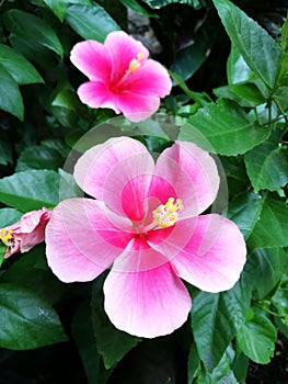 Two pink hibiscus flowers