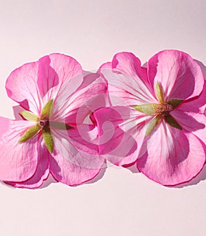 two pink hibiscus flowers upside down in center on a light background, space for text