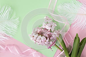 two pink hyacinth flowers on pastel green and pink colors with pink ribbon and white feathers. Spring coming concept