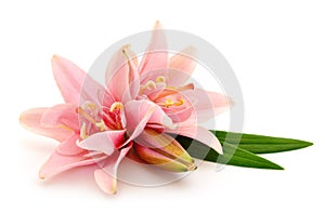 Two pink lilies